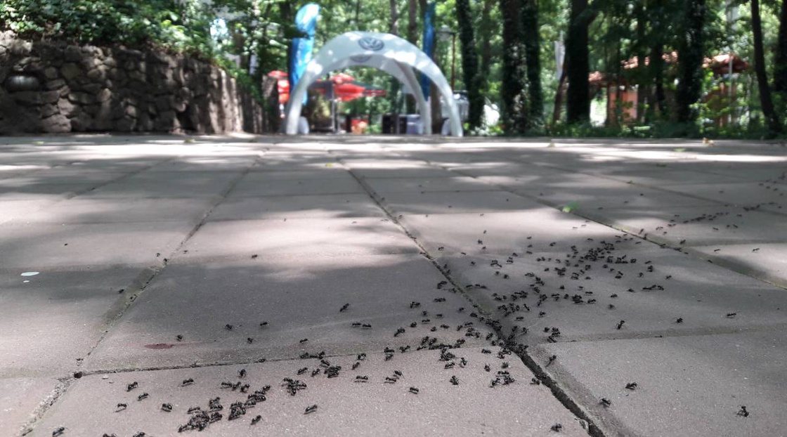 AK Tasić na 25. Festivalu evropskog filma Palić